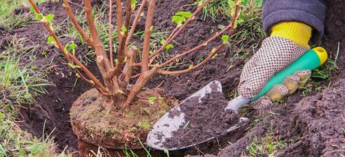 Посадка плодовых деревьев осенью. Почему я сажаю осенью: рассказываю о преимуществах осенней посадки растений