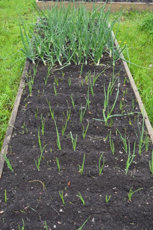 Когда сажать плодовые деревья: оптимальные сроки для вашего региона 09 Когда сажать плодовые деревья: оптимальные сроки для вашего региона 09