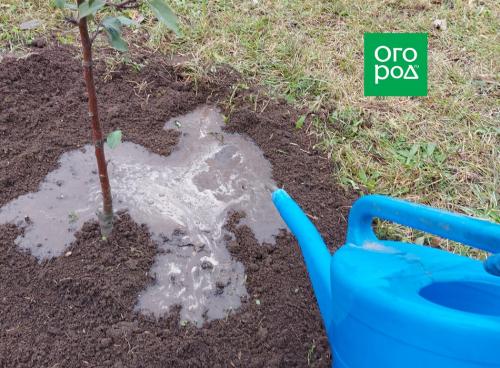 Когда сажать плодовые деревья: оптимальные сроки для вашего региона 21 Когда сажать плодовые деревья: оптимальные сроки для вашего региона 21