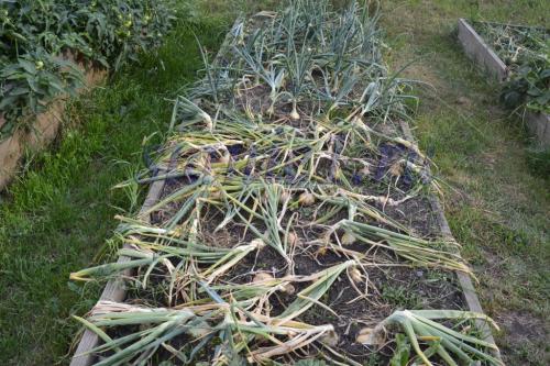 Когда сажать плодовые деревья: оптимальные сроки для вашего региона 13 Когда сажать плодовые деревья: оптимальные сроки для вашего региона 13