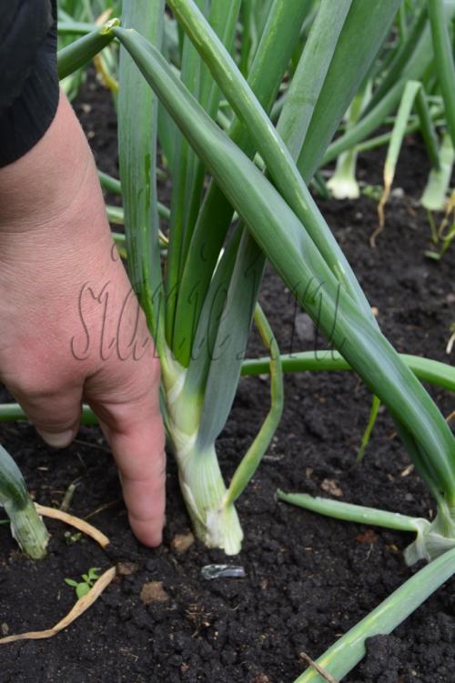 Когда сажать плодовые деревья: оптимальные сроки для вашего региона 10 Когда сажать плодовые деревья: оптимальные сроки для вашего региона 10