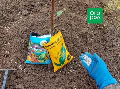 Когда сажать плодовые деревья: оптимальные сроки для вашего региона 18 Когда сажать плодовые деревья: оптимальные сроки для вашего региона 18