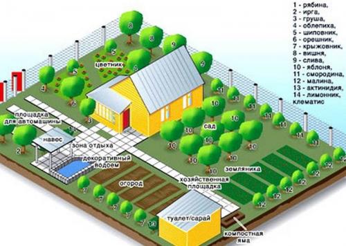 Полное руководство по покупке и посадке плодовых саженцев: советы для начинающих 02 Полное руководство по покупке и посадке плодовых саженцев: советы для начинающих 02