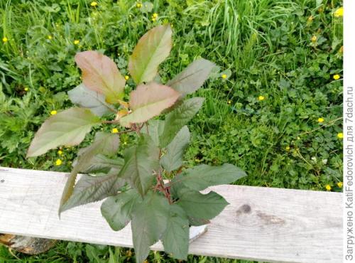 Как правильно расположить дерево в яме при посадке. Посадка саженца плодового дерева. Упрощенный, но эффективный вариант. Мастер-класс для новичков