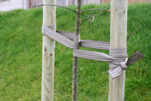 Нужно ли устанавливать опору для молодого деревца. Как подвязать молодое дерево?