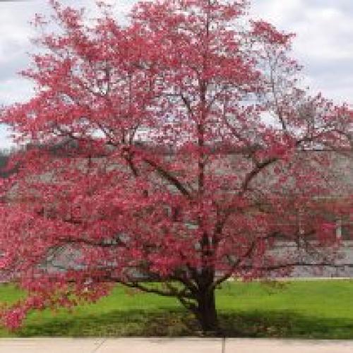 Какие деревья лучше всего сажать весной. Какие деревья предпочтительней сажать весной?