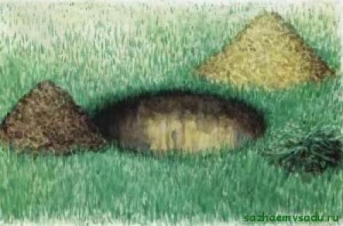 Полный гид по посадке деревьев весной: какие виды выбрать и как правильно сажать 13 Полный гид по посадке деревьев весной: какие виды выбрать и как правильно сажать 13