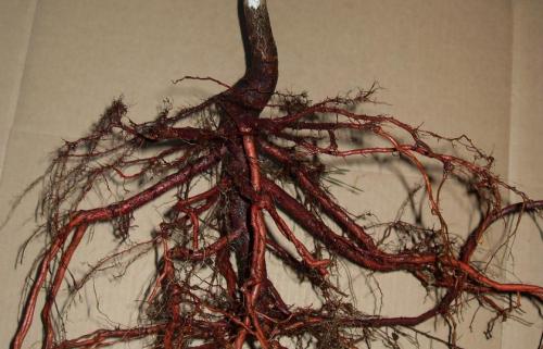 Полный гид по посадке деревьев весной: какие виды выбрать и как правильно сажать 17 Полный гид по посадке деревьев весной: какие виды выбрать и как правильно сажать 17