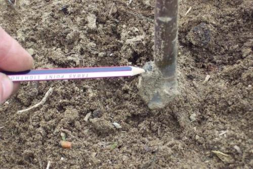 Как правильно выбрать саженцы для посадки. Выбор подвоя саженца