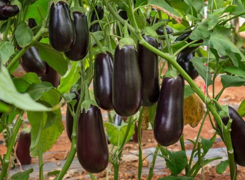 Как выбрать оптимальное время для посадки саженцев: советы для начинающих 06