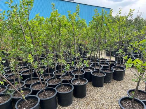 Влияет ли климат на выбор времени посадки саженцев. Сроки посадки саженцев с закрытой корневой системой