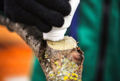 Как защитить молодые деревья от вредителей и болезней. По голому стволу