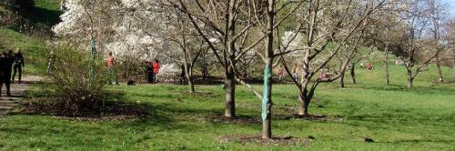 Осень — время посадки: как правильно сажать плодовые деревья и кусты в сентябре 01 Осень — время посадки: как правильно сажать плодовые деревья и кусты в сентябре 01