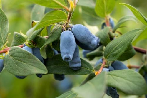 Можно ли сажать ягодные кустарники осенью, и какие из них лучше. Ягодные кустарники