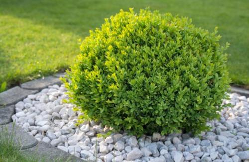 Можно ли сажать плодовые деревья весной, и есть ли преимущества у этого времени. Какие деревья предпочтительней сажать весной?