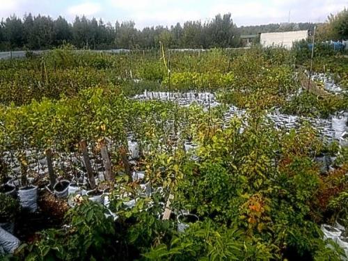 Как выбрать подходящее время для посадки плодовых деревьев в зависимости от сорта. Общие рекомендации по выбору саженца и посадке плодовых деревьев