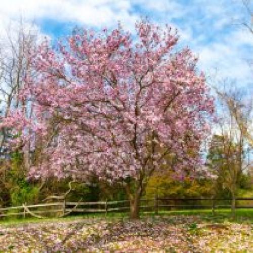Можно ли сажать плодовые деревья весной, и есть ли преимущества у этого времени. Какие деревья предпочтительней сажать весной?