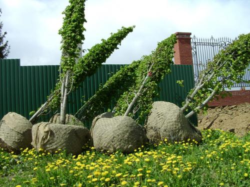 В чем особенности ухода за растениями, посаженными весной и осенью. Время для посадки