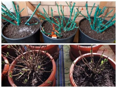 Какие растения можно выращивать в погребе на зиму, если отдушины закрыты. Оптимальная температура для зимовки