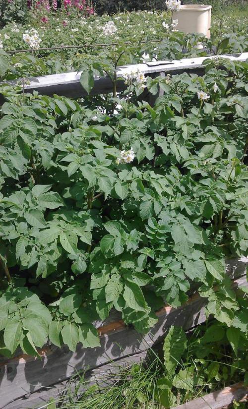 Картофель семенной сорт сынок. Характеристика сорта 03