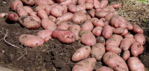 Картофель семенной сорт сынок. Характеристика сорта 04