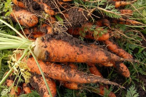 Плод моркови называется. Описание