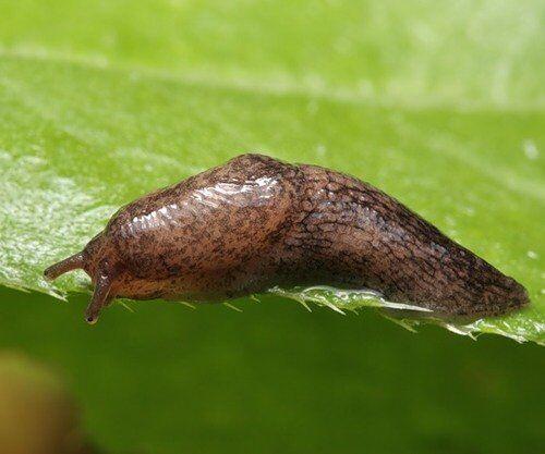 Отзыв о табачной пыли: как она помогает в садоводстве 01