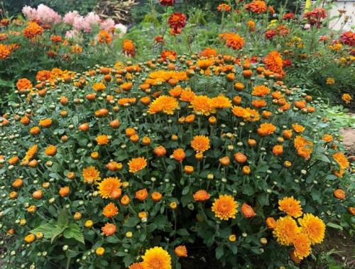 Как размножить хризантему Мультифлора. Как черенковать с куста хризантемы Мультифлора и домашнюю 07