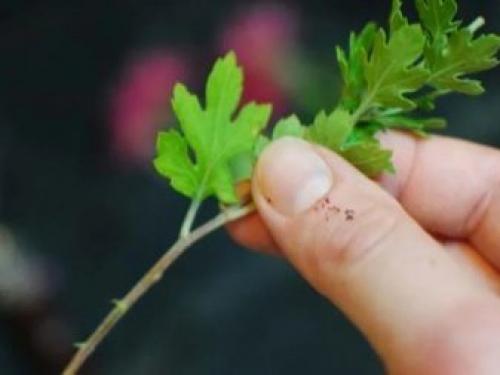 Как размножить хризантему Мультифлора. Как черенковать с куста хризантемы Мультифлора и домашнюю 24