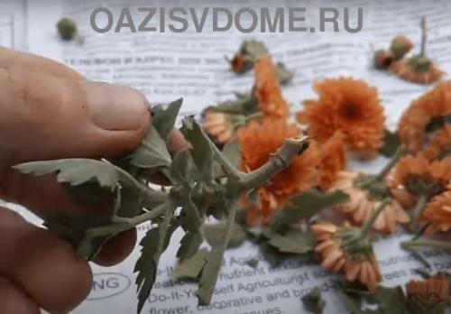 Как размножить хризантему Мультифлора. Как черенковать с куста хризантемы Мультифлора и домашнюю