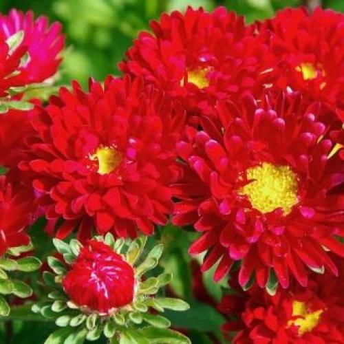 Как размножить хризантему Мультифлора. Как черенковать с куста хризантемы Мультифлора и домашнюю 20