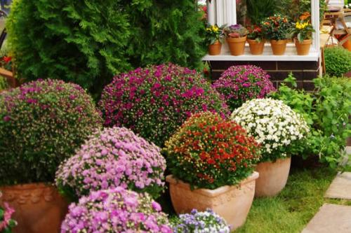 Как размножить хризантему Мультифлора. Как черенковать с куста хризантемы Мультифлора и домашнюю 16