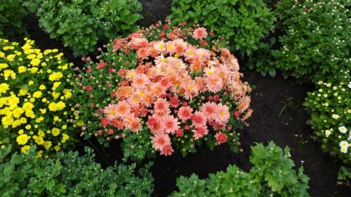 Как размножить хризантему Мультифлора. Как черенковать с куста хризантемы Мультифлора и домашнюю 05