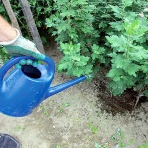 Как размножить хризантему Мультифлора. Как черенковать с куста хризантемы Мультифлора и домашнюю 23