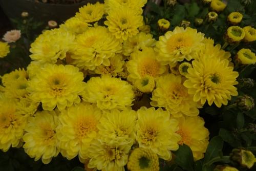 Как размножить хризантему Мультифлора. Как черенковать с куста хризантемы Мультифлора и домашнюю 08