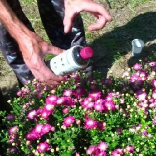 Как размножить хризантему Мультифлора. Как черенковать с куста хризантемы Мультифлора и домашнюю 22