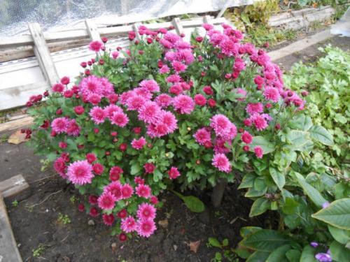 Как размножить хризантему Мультифлора. Как черенковать с куста хризантемы Мультифлора и домашнюю 17