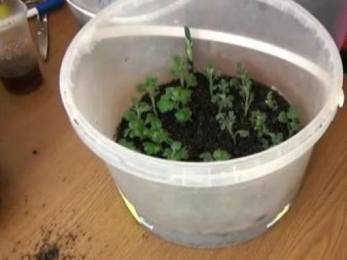 Как размножить хризантему Мультифлора. Как черенковать с куста хризантемы Мультифлора и домашнюю 25