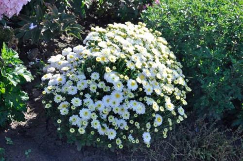 Как размножить хризантему Мультифлора. Как черенковать с куста хризантемы Мультифлора и домашнюю 10