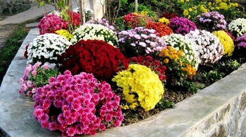 Как вырастить хризантему Мультифлора из семян. Описание сорта Мультифлора