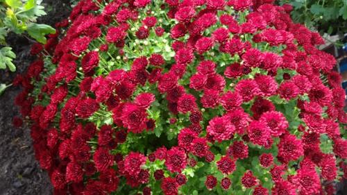 Как размножить хризантему Мультифлора. Как черенковать с куста хризантемы Мультифлора и домашнюю 04