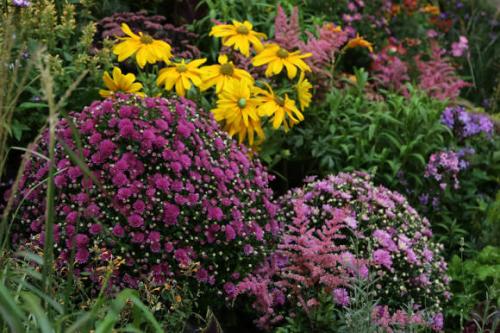 Как размножить хризантему Мультифлора. Как черенковать с куста хризантемы Мультифлора и домашнюю 15