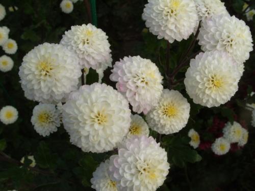 Как размножить хризантему Мультифлора. Как черенковать с куста хризантемы Мультифлора и домашнюю 09