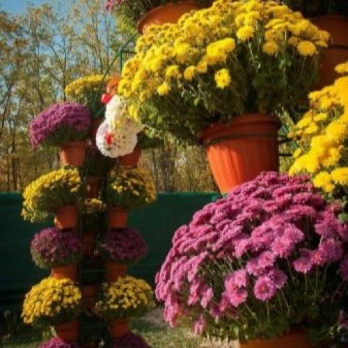 Как размножить хризантему Мультифлора. Как черенковать с куста хризантемы Мультифлора и домашнюю 21