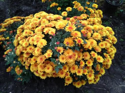 Как размножить хризантему Мультифлора. Как черенковать с куста хризантемы Мультифлора и домашнюю 06