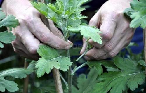 Хризантема мультифлора выращивание из семян. Хризантема мультифлора: особенности, разновидности и выращивание 19 Хризантема мультифлора выращивание из семян. Хризантема мультифлора: особенности, разновидности и выращивание 19