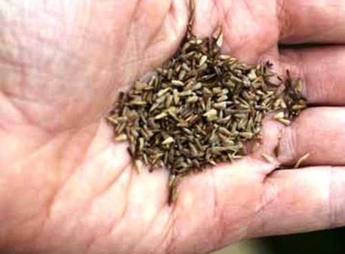 Как собрать семена хризантемы. Как выглядят семена хризантемы, где можно купить, как собрать самому