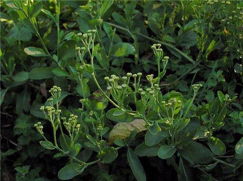 Кануфер в народной медицине. Кануфер: описание и использование в медицине