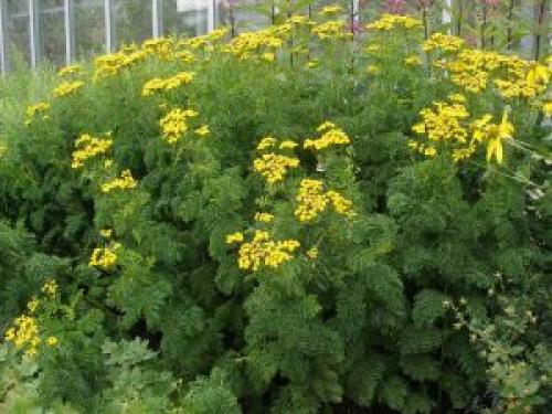 Кануфер в народной медицине. Лечебные свойства кануфера и его применение в народной медицине