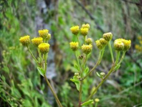 Канупер лікувальні властивості. Лечебные свойства растения канупер